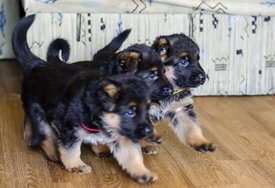 image-0-02-05-2c51948c38c7c1730a3d854cc541308421cde22d94b5db35cc765bb135ab56d8-V.jpg (196.2 КБ, Просмотров: 1355) image-0-02-05-2c51948c38c7c1730a3d854cc541308421cde22d94b5db35cc765bb135ab56d8-V.jpg