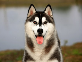 QfqeIACW.jpg (70.92 КБ, Просмотров: 10061) QfqeIACW.jpg