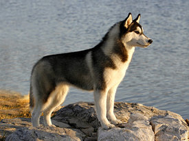 UvvplVY6.jpg (47 КБ, Просмотров: 10243) UvvplVY6.jpg