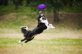 Disc-Dog.jpg