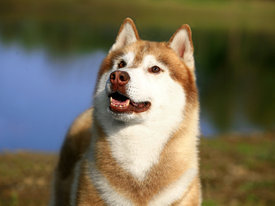 WMlLyFbT.jpg (84.17 КБ, Просмотров: 10081) WMlLyFbT.jpg