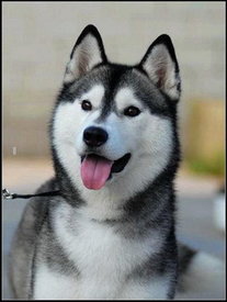 soytz1My.jpg (23.38 КБ, Просмотров: 10261) soytz1My.jpg