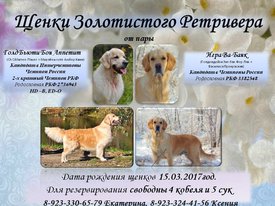 Schenki_Zolotistogo_Retrivera (1).jpg (224.04 КБ, Просмотров: 1379) Schenki_Zolotistogo_Retrivera (1).jpg