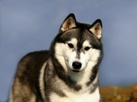 KQUSYS8u.jpg (87.04 КБ, Просмотров: 10061) KQUSYS8u.jpg