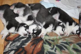 1appUMZN6.jpg (41.38 КБ, Просмотров: 10058) 1appUMZN6.jpg