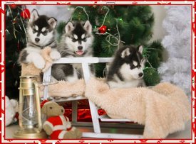 1HDgEzOA.jpg (73.78 КБ, Просмотров: 10058) 1HDgEzOA.jpg