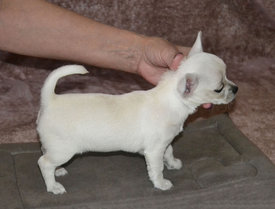 девочка.jpg (240.88 КБ, Просмотров: 7170) девочка.jpg