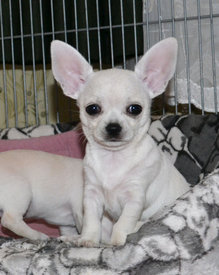 DSC_0020.jpg (177.28 КБ, Просмотров: 7170) DSC_0020.jpg