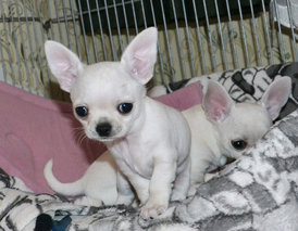 DSC_0013.jpg (287.64 КБ, Просмотров: 7170) DSC_0013.jpg