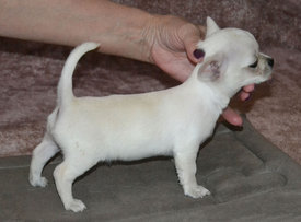 мальчик3.jpg (211.22 КБ, Просмотров: 7170) мальчик3.jpg