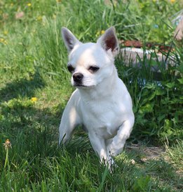 13882457_1046402755436879_4937627376151341849_n.jpg (133.47 КБ, Просмотров: 7156) 13882457_1046402755436879_4937627376151341849_n.jpg