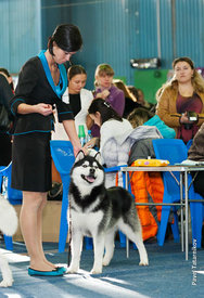 getImage (1).jpg (47.92 КБ, Просмотров: 10885) getImage (1).jpg