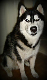 getImage (4).jpg (22.16 КБ, Просмотров: 10244) getImage (4).jpg