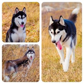 getImage (3).jpg (57 КБ, Просмотров: 10891) getImage (3).jpg