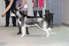 getImage.jpg (36.41 КБ, Просмотров: 10883) getImage.jpg