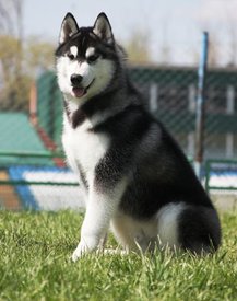 getImage (5).jpg (31.31 КБ, Просмотров: 10078) getImage (5).jpg