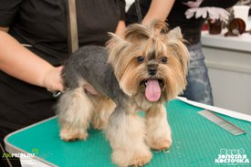 dtMP-40Jr90.jpg (186.27 КБ, Просмотров: 3944) dtMP-40Jr90.jpg