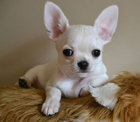 13.jpg (150.29 КБ, Просмотров: 7102) 13.jpg