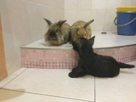 1489244913511.jpg (17.75 КБ, Просмотров: 7102) 1489244913511.jpg