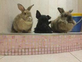 1489244912775.jpg (21.23 КБ, Просмотров: 7507) 1489244912775.jpg