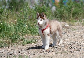 getImage (11).jpg (85.27 КБ, Просмотров: 10890) getImage (11).jpg