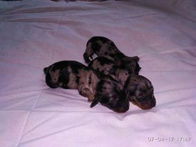 помёт 3 мрамор.jpg (55.75 КБ, Просмотров: 1327) помёт 3 мрамор.jpg