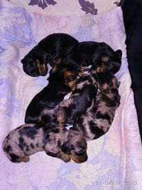 2 недели 4.jpg (82.97 КБ, Просмотров: 1387) 2 недели 4.jpg