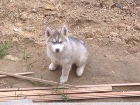 getImage (14).jpg (74.5 КБ, Просмотров: 10608) getImage (14).jpg