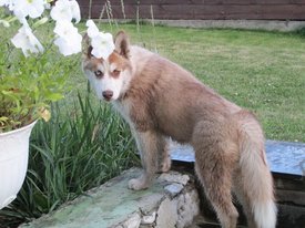 getImage (15).jpg (66.8 КБ, Просмотров: 10077) getImage (15).jpg