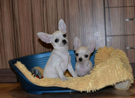 форум2.jpg (116.74 КБ, Просмотров: 7059) форум2.jpg