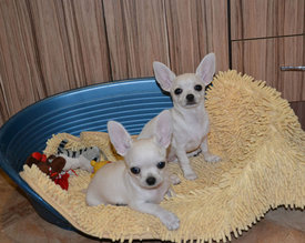 форум3.jpg (165.64 КБ, Просмотров: 7059) форум3.jpg