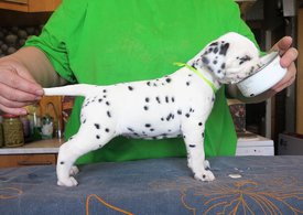 17622674_1494539397284708_788694823_o.jpg (252.52 КБ, Просмотров: 1507) 17622674_1494539397284708_788694823_o.jpg