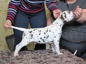 18012958_1523657297706251_2060290853_o.jpg (326.97 КБ, Просмотров: 1507) 18012958_1523657297706251_2060290853_o.jpg