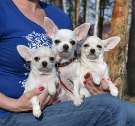 п6.jpg (264.18 КБ, Просмотров: 7026) п6.jpg