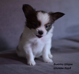 333.jpg (348.9 КБ, Просмотров: 1829) 333.jpg