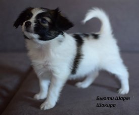 111.jpg (223.73 КБ, Просмотров: 1834) 111.jpg