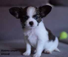 222.jpg (267.96 КБ, Просмотров: 1834) 222.jpg