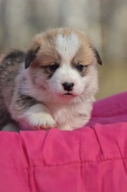 пух111.jpg (209.04 КБ, Просмотров: 1651) пух111.jpg