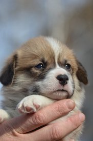 DSC_4612.jpg (243.22 КБ, Просмотров: 1864) DSC_4612.jpg