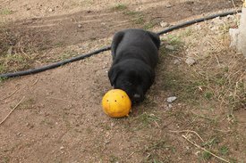 IMG_2639.jpg (403.46 КБ, Просмотров: 1483) IMG_2639.jpg