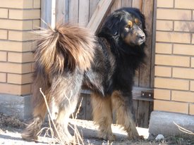 P1140432_1485x1114.jpg (289.64 КБ, Просмотров: 2012) P1140432_1485x1114.jpg