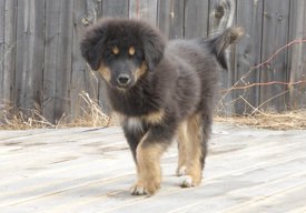 P11307701_1485x1035.jpg (201.09 КБ, Просмотров: 1955) P11307701_1485x1035.jpg