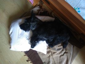 IMG_20170517_073120.jpg (191.97 КБ, Просмотров: 7651) IMG_20170517_073120.jpg