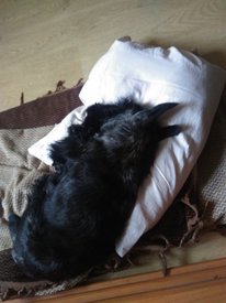 IMG_20170517_073052.jpg (176.34 КБ, Просмотров: 7215) IMG_20170517_073052.jpg