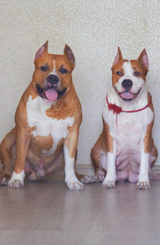 htmlimage54.jpg (236.99 КБ, Просмотров: 1616) htmlimage54.jpg