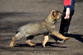 16711627_1374731055880593_3564711805839449267_n.jpg (33.45 КБ, Просмотров: 4178) 16711627_1374731055880593_3564711805839449267_n.jpg