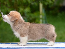 Вестминстер шоу мэноо.jpg (304.76 КБ, Просмотров: 1818) Вестминстер шоу мэноо.jpg