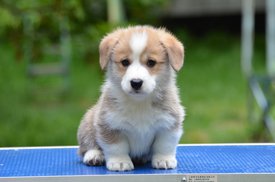 вВестминстер шоу мэнокс11.jpg (254.91 КБ, Просмотров: 1818) вВестминстер шоу мэнокс11.jpg