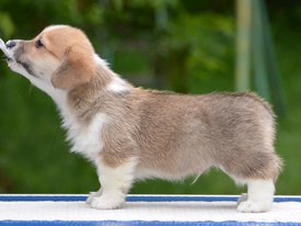 Винсент вэлиантдд.jpg (312.24 КБ, Просмотров: 1818) Винсент вэлиантдд.jpg