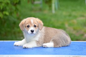 Винсент вэлиант.jpg (270.46 КБ, Просмотров: 1605) Винсент вэлиант.jpg